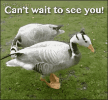 Cant Wait To See You GIF - Excited Cant Wait To See You Duck GIFs