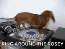Dashund Ring Around The Rosey GIF - Dashund Ring Around The Rosey Dog GIFs