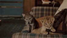Baby Animals The Wolf And The Lion GIF - Baby Animals The Wolf And The Lion Lion Cub And Wolf Puppy GIFs