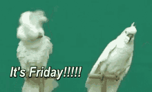 Its Friday Birds GIF - Its Friday Birds Cockatoo GIFs