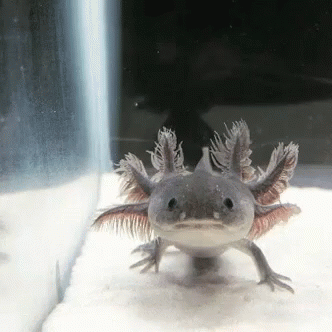Funny Animals Axolotl GIF - Funny Animals Axolotl GIFs