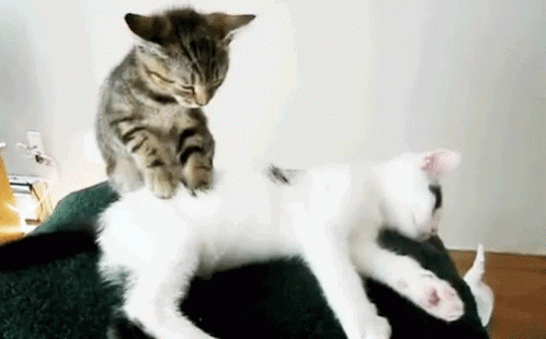 Cats Massage GIF - Cats Massage GIFs