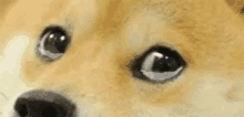 Doggie Cry GIF - Doggie Cry Tear GIFs