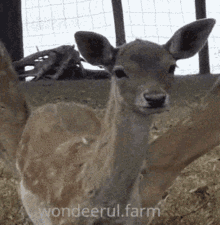 Deer Fawn GIF - Deer Fawn Sniffing GIFs