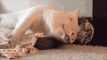 Sleepy Pig GIF - Sleepy Pig Tired GIFs