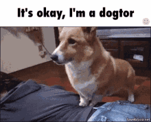 Dog Dogter GIF - Dog Dogter Doctor GIFs