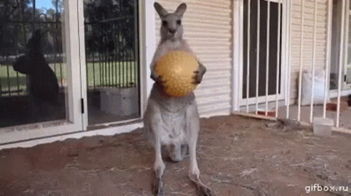 fine-kangaroo.gif