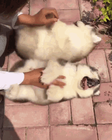 Dogs Animals GIF - Dogs Animals Tickle GIFs