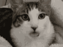 Let Me Seduce You Cat GIF - Let Me Seduce You Cat Tongue GIFs