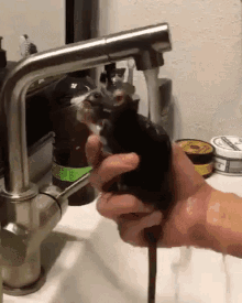 Rat Shower GIF - Rat Shower Pet GIFs