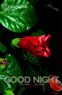 Good Night For You GIF - Good Night For You शुभरात्रि GIFs