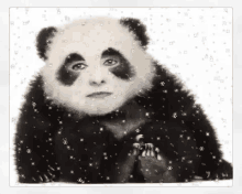 panda winter