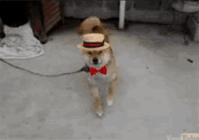 Dog Dance GIF - Dog Dance Hat GIFs