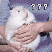 竹鼠 Hamster GIF - 竹鼠 Hamster Confused GIFs