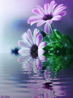 Flowers Reflection GIF - Flowers Reflection - Discover & Share GIFs