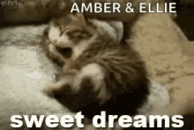 sweet dreams sleep tired night cat