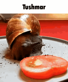 Tushmar Snail Eating Tomato GIF - Tushmar Snail Eating Tomato Funny Epic Gif GIFs