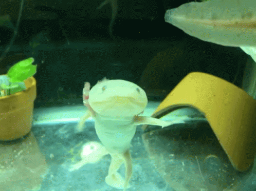 Axolotl Float GIF - Axolotl Float Happy GIFs
