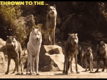 Thrown To The Wolves Metaphor GIF - Thrown To The Wolves Wolves Metaphor GIFs