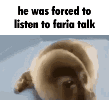 Faria He Was Forced To GIF - Faria He Was Forced To He Was Forced To Eat Cement GIFs