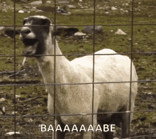 huyazyuza goat screaming farm