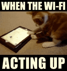 relatable cat funny animals wifi