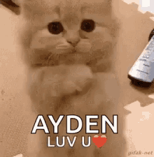 Luv You Cute Kitten GIF - Luv You Cute Kitten Cat GIFs