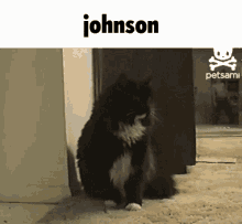 Cat Cat Talking GIF - Cat Cat Talking Johnson GIFs