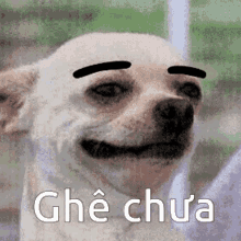 Ghechua Dog GIF - Ghechua Dog Funny GIFs
