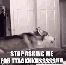 Takis Stop Asking Me GIF - Takis Stop Asking Me Wolf GIFs