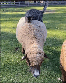 Sheep Cat GIF - Sheep Cat Needing GIFs
