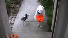 Trick Or Treat GIF - Trickortreat GIFs