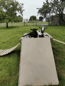 Goat GIF - Goat GIFs