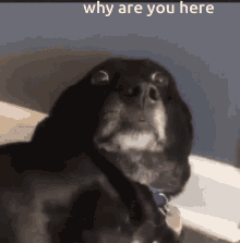 why suck