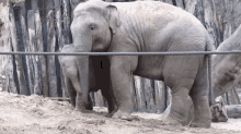 elephant play sand happy baby
