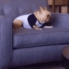 Funny Animals Funny Dog GIF - Funny Animals Funny Dog Fall Off The Chair GIFs