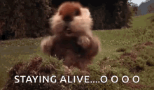 Dancing Gopher GIF - Dancing Gopher Staying Alive GIFs