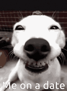 Dog Dateing GIF - Dog Dateing Funny GIFs