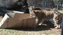 Why Can'T Tigers Play With Cardboard, Too? GIF - Cats Tiger Box GIFs