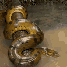 Snake Yellow Snake GIF - Snake Yellow Snake GIFs