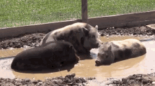 Piggies Playing In The Mud GIF - Pigs Animal Pot Bellied GIFs