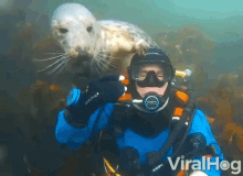 Seal Otter GIF - Seal Otter Disturbed GIFs
