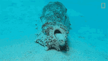 sea cucumber national geographic nat geo wild poop droppings