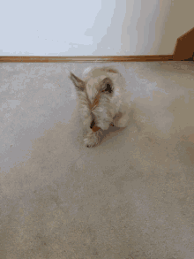 Rolling Roll Over GIF - Rolling Roll Over Cute GIFs