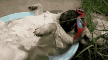 pug lounging water cool sunglasses