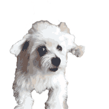 howl the pet collective awoo call cry howl the pet collective awoo call cry
