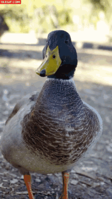 Pato Duck GIF - Pato Duck GIFs