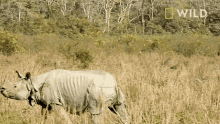 running protecting rhinos in kaziranga national park world rhino day frolicking skipping