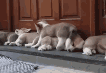 Puppies Tired GIF - Puppies Tired Sleepy GIFs