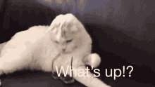 Sup Whats Up GIF - Sup Whats Up Cat GIFs